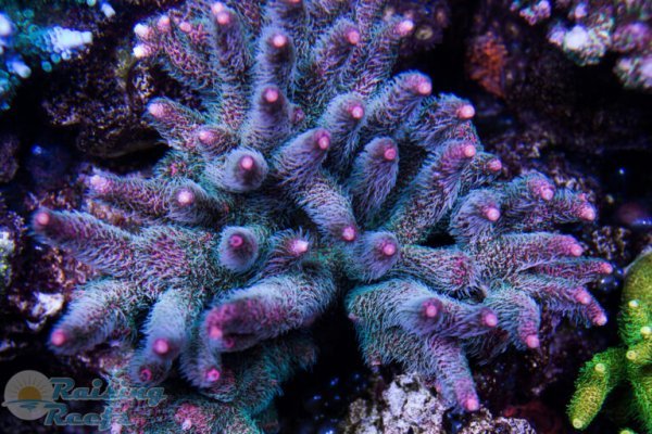 Kraken ссылка зеркало